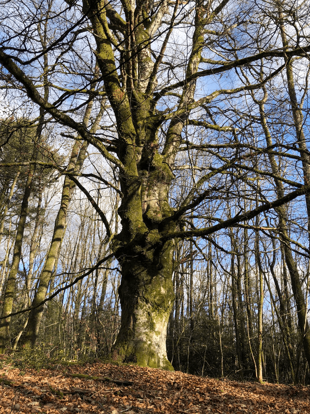 Moment de détente en forêt - (élimination du soufre)