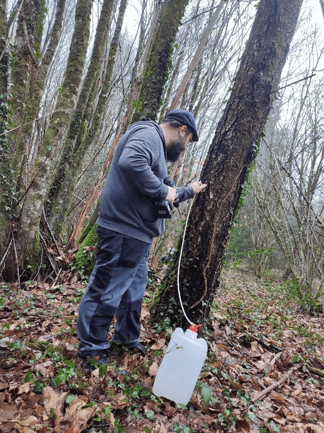 Sève de bouleau fraîche bio 3L - Récolte 2026