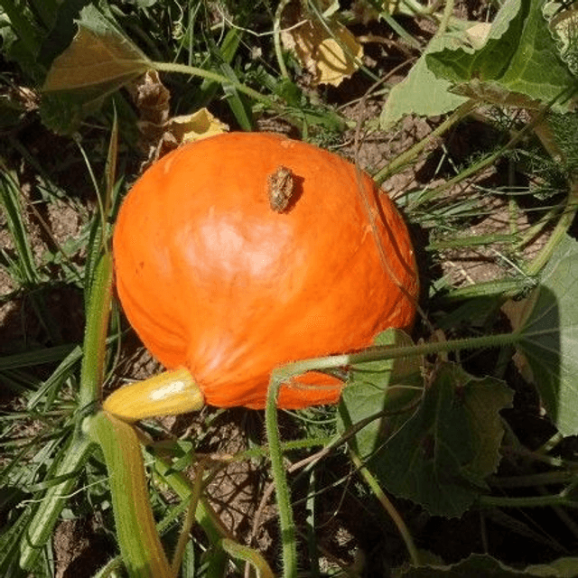 Potimarron 🧺