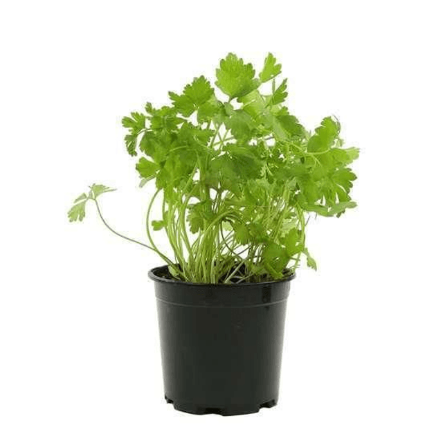 Plant de persil 🧺