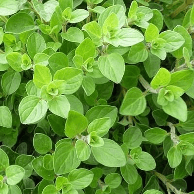 Plant d&#039;origan 🧺