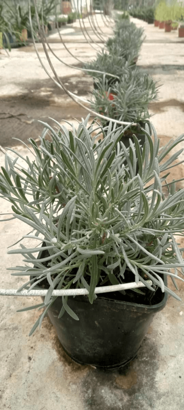 Plant de lavande grosso 🧺