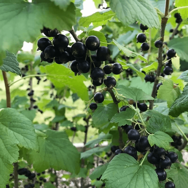 Plant de cassis 🧺