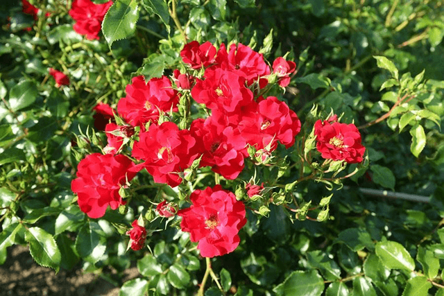 Rosier paysage rouge 🧺