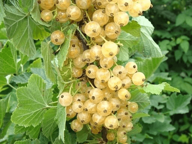 Plant de groseille &#039;Blanche de Versailles&#039; 🧺