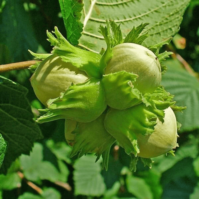 Plant de noisetier 🧺