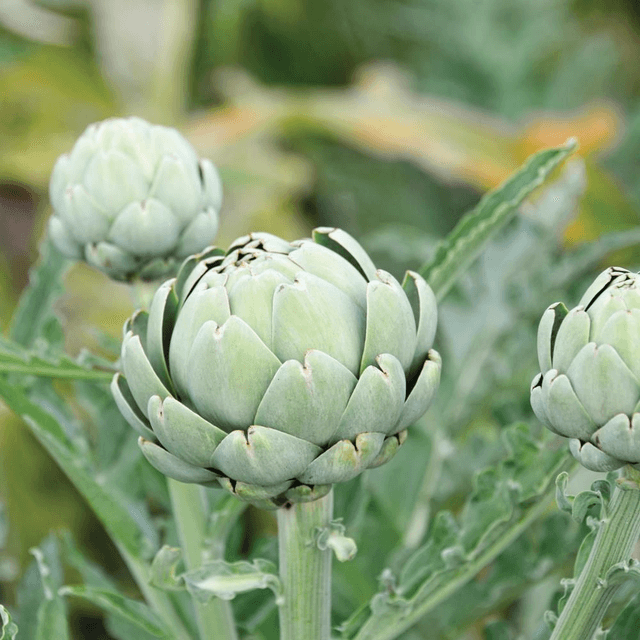 Plant d&#039;artichaut impérial 🧺