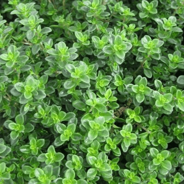 Plant de thym citron 🧺