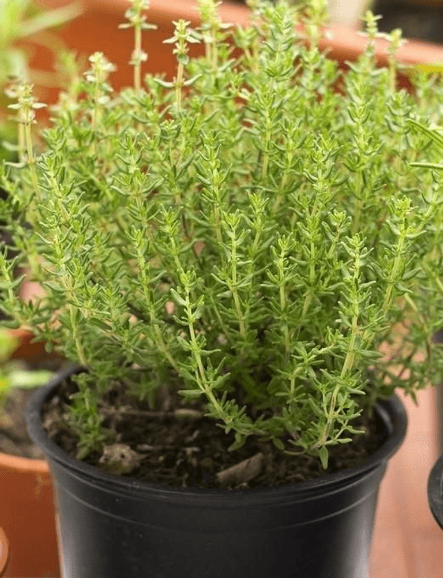 Plant de thym commun 🧺