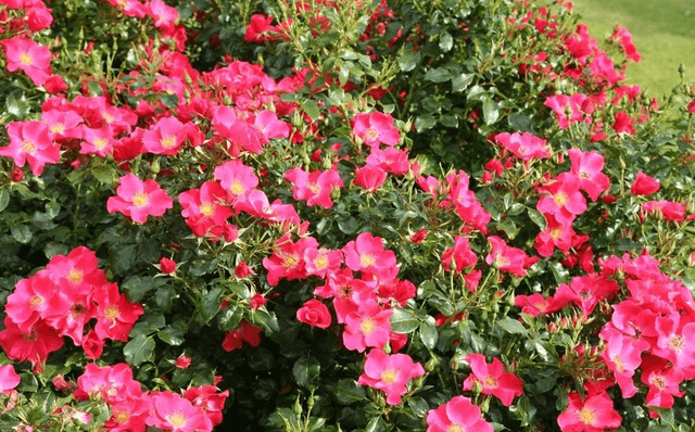 Rosier paysage rose fuschia 🧺