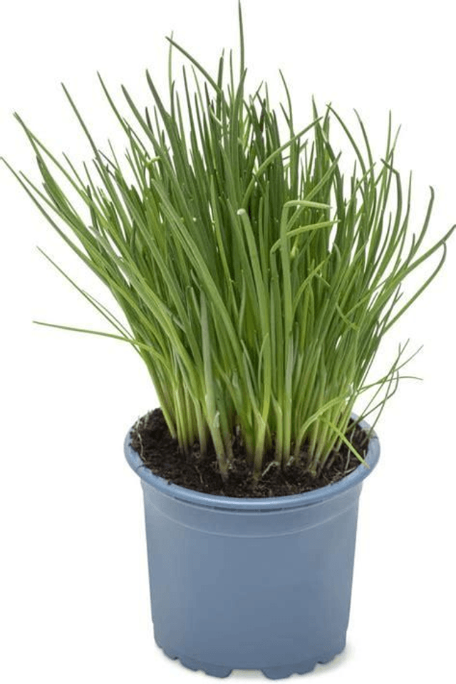 Plant de ciboulette 🧺