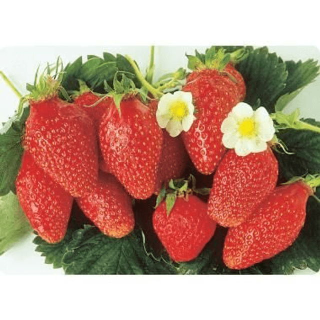 Plants de fraisiers &quot;Ciflorette&quot; 🧺