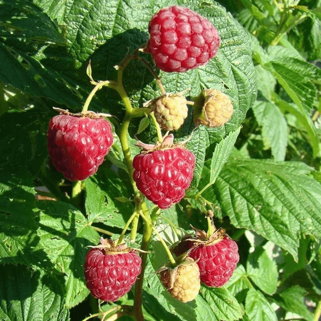 Plant de framboisier 🧺