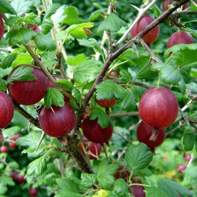 Plant de groseille à maquereau 🧺