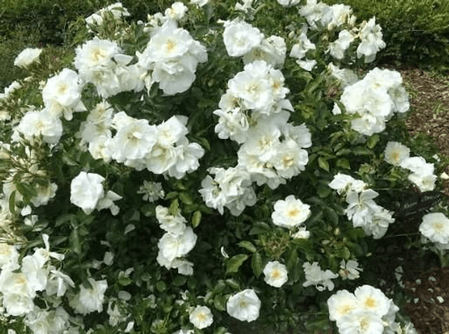 Rosier paysage blanc 🧺