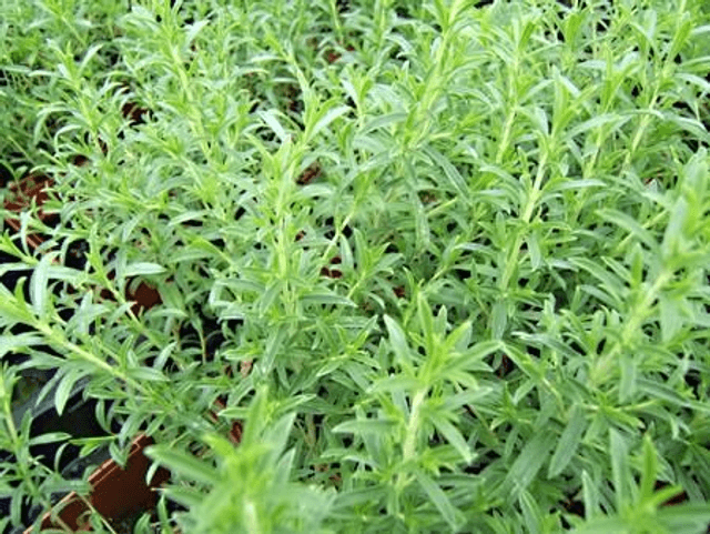 Plant de sarriette 🧺